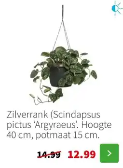 Intratuin Zilverrank aanbieding