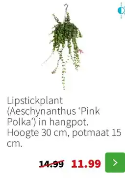 Intratuin Lipstickplant aanbieding