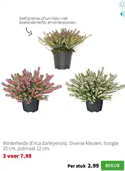 Intratuin Winterheide aanbieding