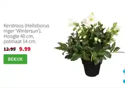 Intratuin Kerstroos aanbieding