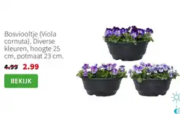 Intratuin Bosviooltje aanbieding