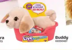 Dreamland Buddy aanbieding
