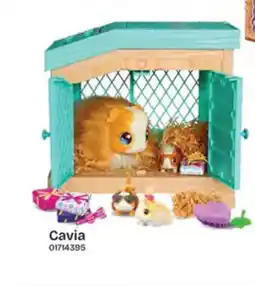 Dreamland Cavia aanbieding