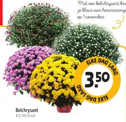 Jumbo Bolchrysant aanbieding