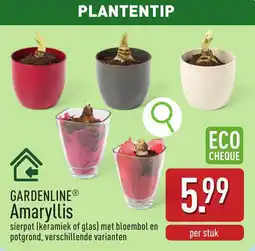 ALDI Gardenline amaryllis aanbieding