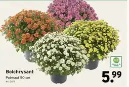 GAMMA Bolchrysant aanbieding