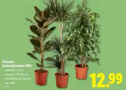 Lidl Groene kamerplanten XXL aanbieding