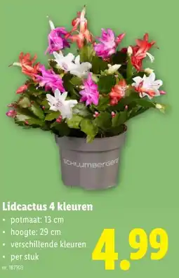 Lidl Lidcactus 4 kleuren aanbieding