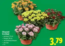 Lidl Chrysant in schaal aanbieding
