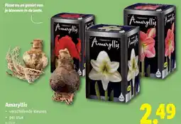 Lidl Amaryllis aanbieding