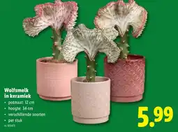 Lidl Wolfsmelk in keramiek aanbieding