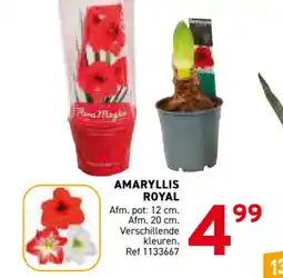Trafic Amaryllis royal aanbieding