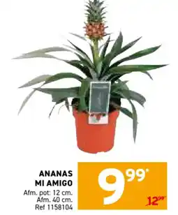 Trafic Ananas mi amigo aanbieding
