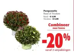 Colruyt Pomponette Rood aanbieding
