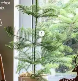 Intratuin Kamerden araucaria heterophylla aanbieding