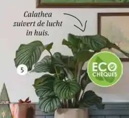 Intratuin Calathea calathea orbifolia aanbieding