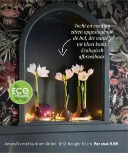 Intratuin Amaryllis met kurk om de bol aanbieding