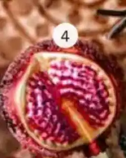 Intratuin Ornament granaatappel aanbieding