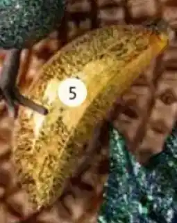 Intratuin Ornament banaan aanbieding