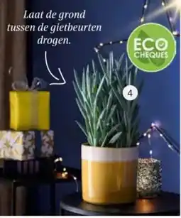 Intratuin Kruiskruid senecio mount everest aanbieding