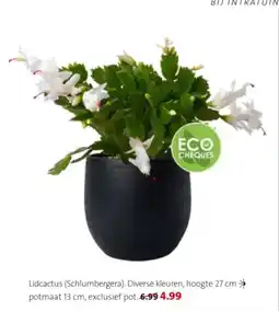 Intratuin Lidcactus schlumbergera aanbieding