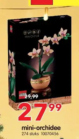 Yess mini-orchidee aanbieding