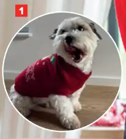 Carrefour Kersttrui voor Honden aanbieding