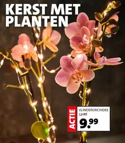 Intratuin Vlinderorchidee aanbieding