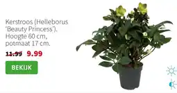 Intratuin Kerstroos helleborus beauty princess aanbieding