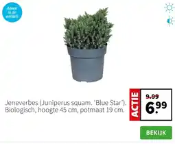 Intratuin Jeneverbes juniperus squam aanbieding