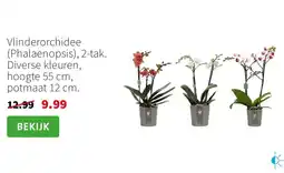 Intratuin Vlinderorchidee aanbieding