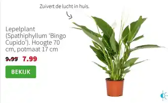 Lepelplant spathiphyllum bingo cupido