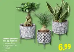 Lidl Groene planten- mix op staander aanbieding