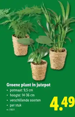 Lidl Groene plant in jutepot aanbieding