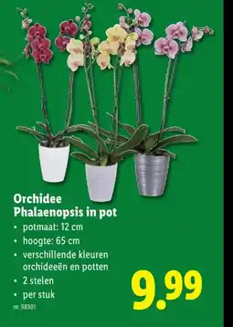 Lidl Orchidee Phalaenopsis in pot aanbieding