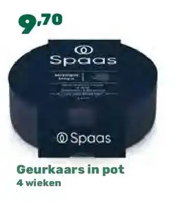 Happyland Geurkaars in pot 4 wieken aanbieding