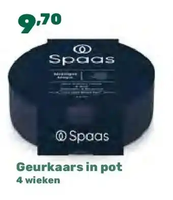 Happyland Geurkaars in pot 4 wieken aanbieding