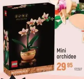 Mini Orchidee