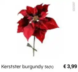 Multi bazar Kerstster burgundy aanbieding