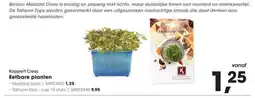 Hanos Koppert Cress Eetbare planten aanbieding