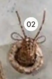 Multi bazar Kersthanger patrick aanbieding