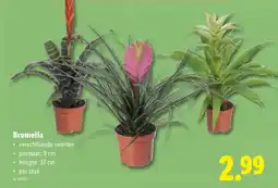 Lidl Bromelia aanbieding