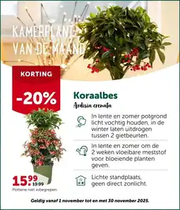 AVEVE Koraalbes aanbieding