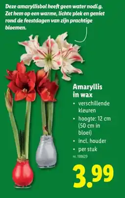 Lidl Amaryllis in Wax aanbieding