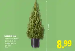 Lidl Canadese Spar aanbieding