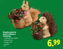 Lidl Bergthee plant in egel of eekhoorn versiering aanbieding