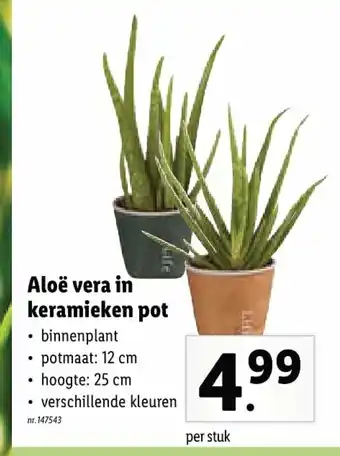 Lidl Aloe vera in keramieken pot potmaat 12 cm per stuk aanbieding