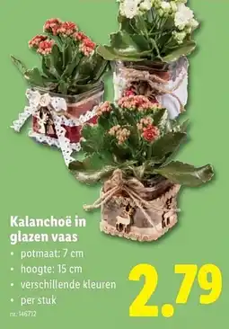 Lidl Kalanchoë in glazen vaas aanbieding