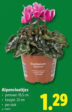 Lidl Alpenviooltjes aanbieding