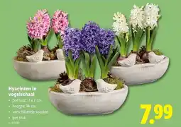Lidl Hyacinten in vogelschaal aanbieding
